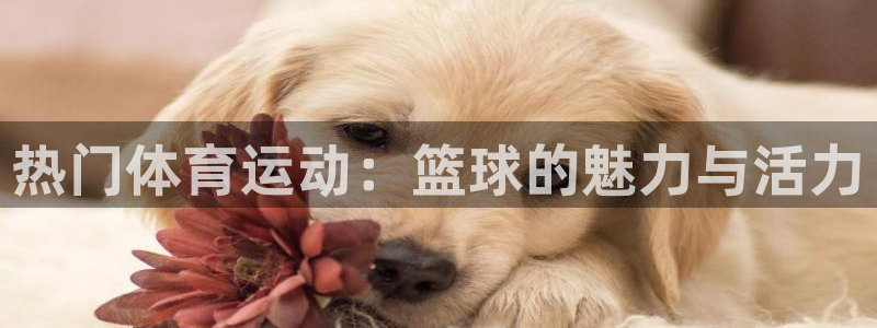 球王会体育：热门体育运动：篮球的魅力与活力